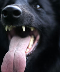 Perro mostrandolos dientes