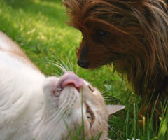 Integracion entre perro y gato