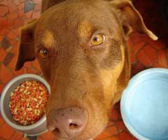 El riesgo de comer una vez al dia