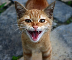 Gatito mostrando los dientes